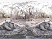 Hot Moroccan beauty pleasure's your dick